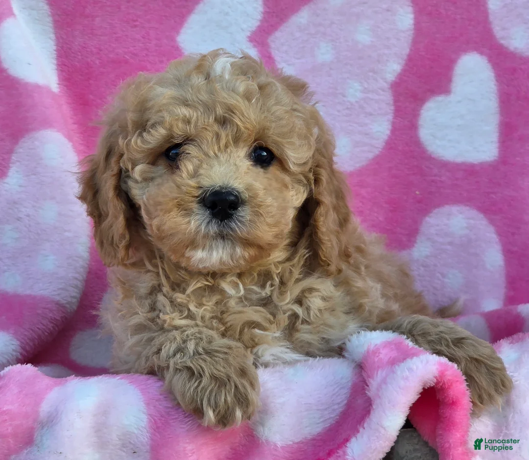 Mini Goldendoodle dogs for sale: Fluffy - Ad 2