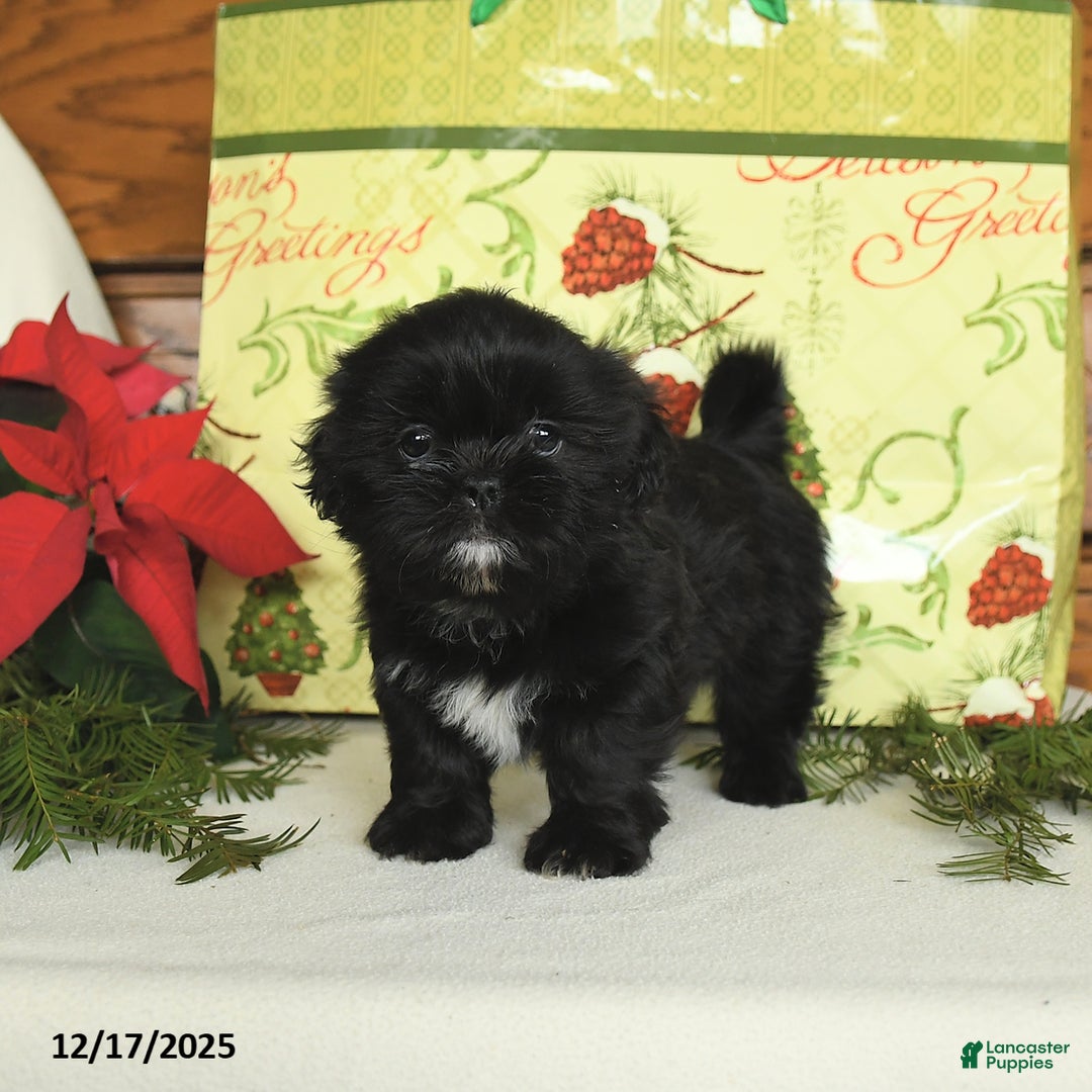 Shih Tzu dogs for sale: Bandit - Ad 2