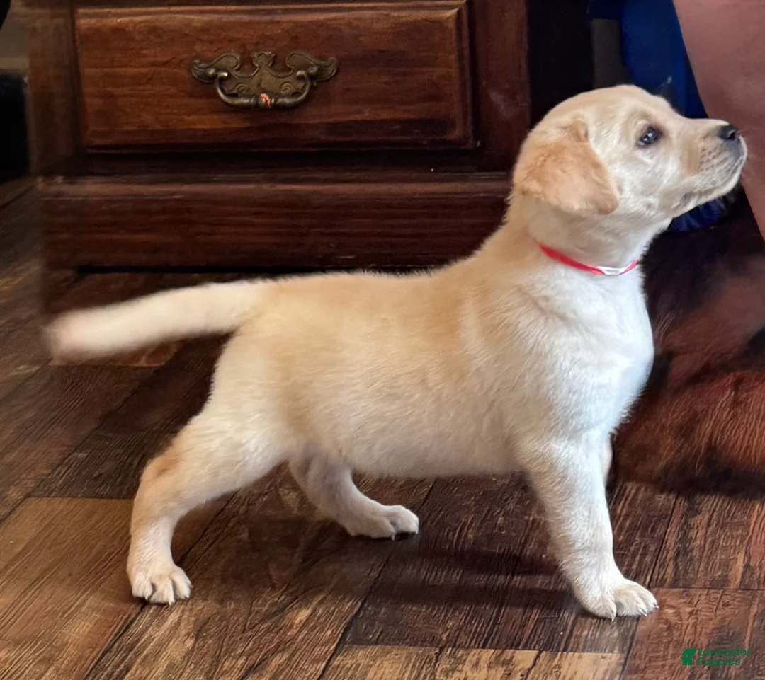 Labrador Retriever dogs for sale: Ryder - Ad 2
