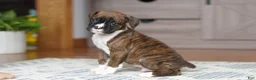 Boxer dogs for sale: Tyson - Ad 7