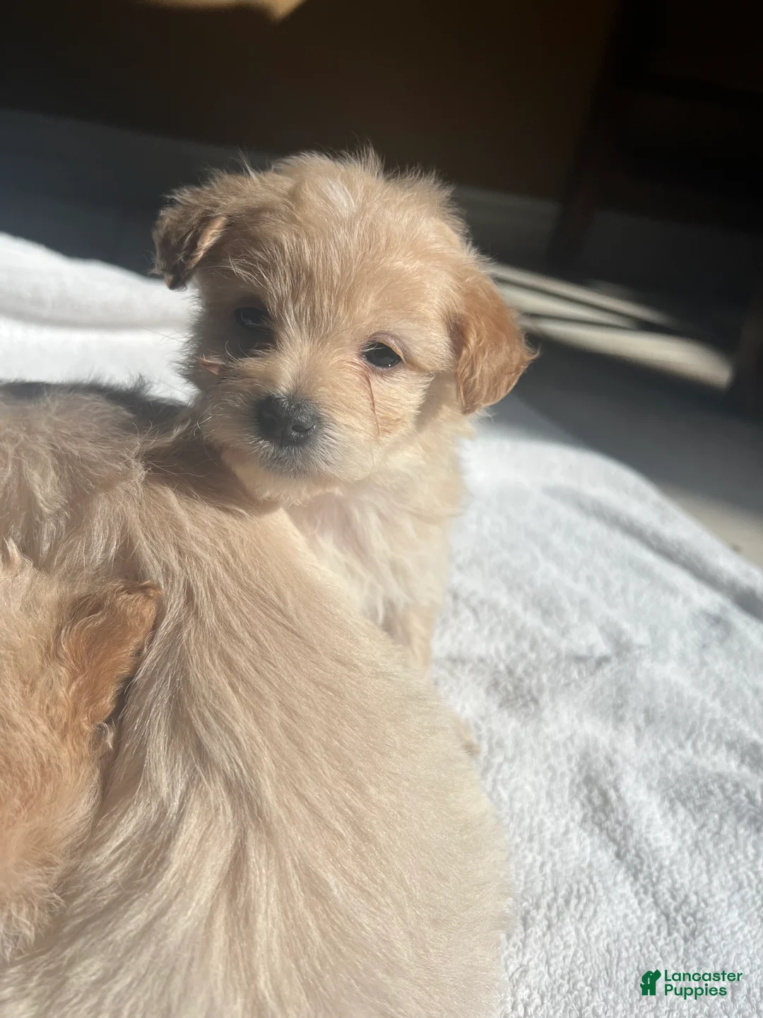 Maltipoo dogs for sale: Foxy - Ad 1