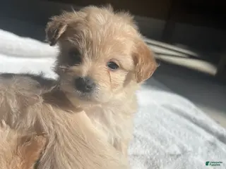 Maltipoo dogs Foxy - Ad 10