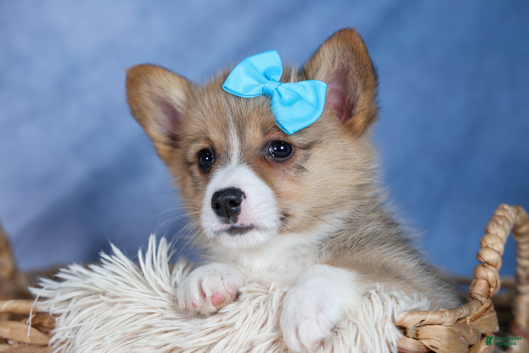 Welsh Corgi Pembroke dogs for sale: Ace - Ad 2