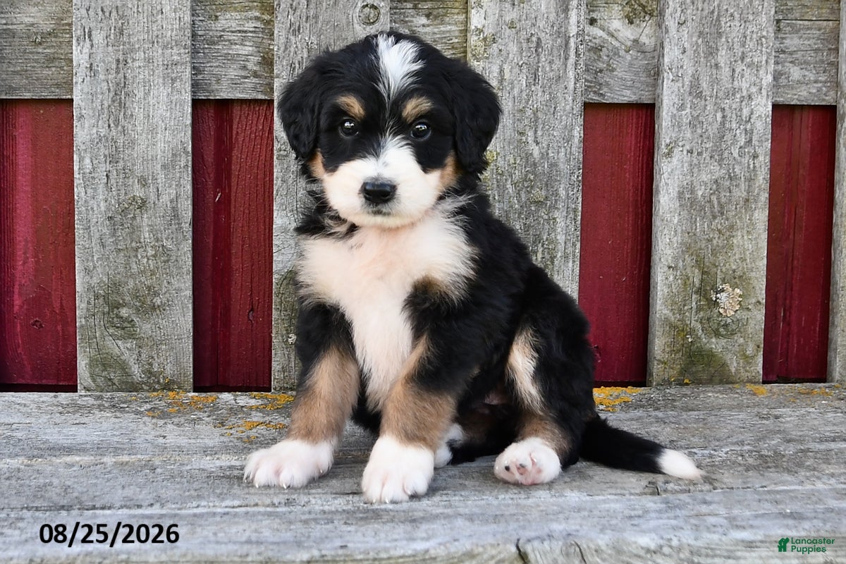 Bernedoodle dogs Mia - Ad 2