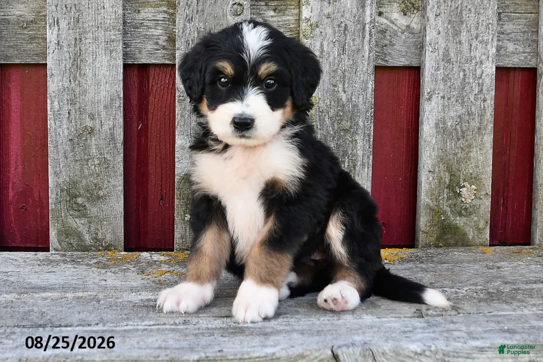 Bernedoodle dogs for sale: Mia - Ad 2