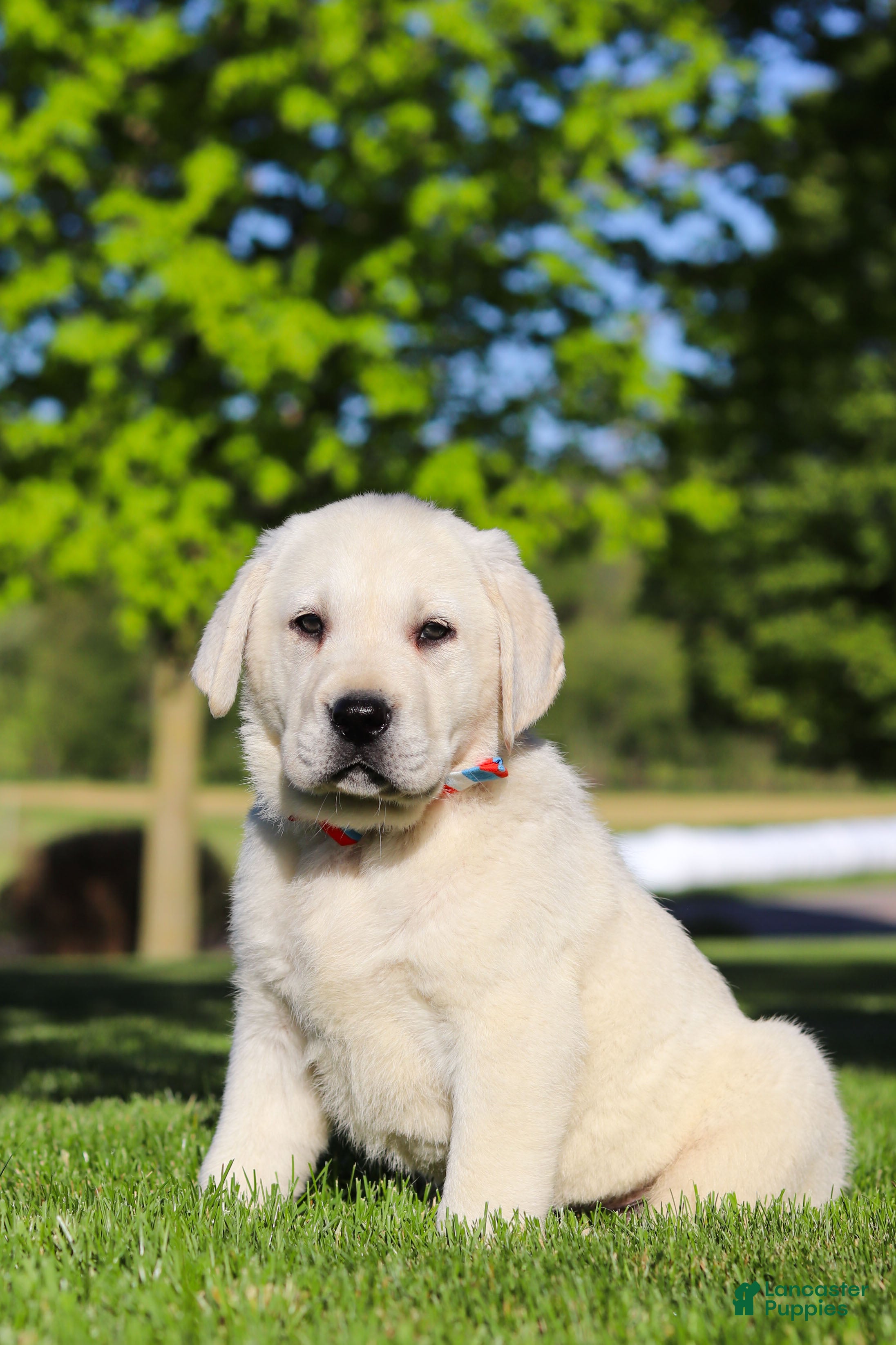 Labrador Retriever dogs Buddy - Ad 2