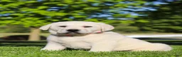 Labrador Retriever dogs for sale: Buddy - Ad 7