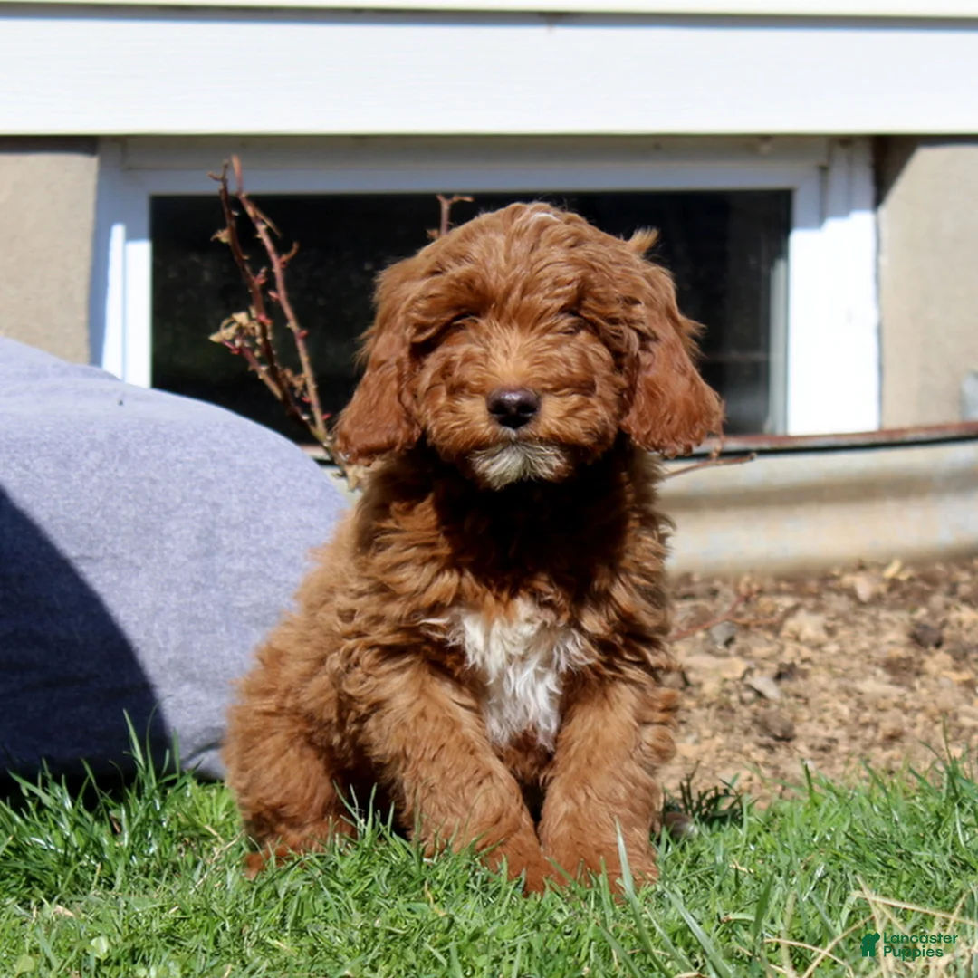 Mini Goldendoodle dogs for sale: Skip  - Ad 1