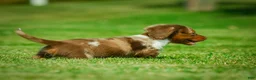 Miniature Dachshund dogs for sale: Easton - Ad 8