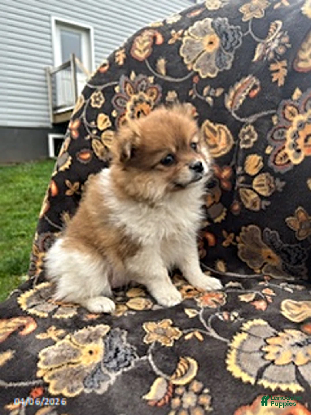 Pomeranian dogs for sale: Charm - Ad 3