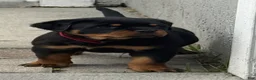 Rottweiler dogs for sale: Belize  - Ad 15
