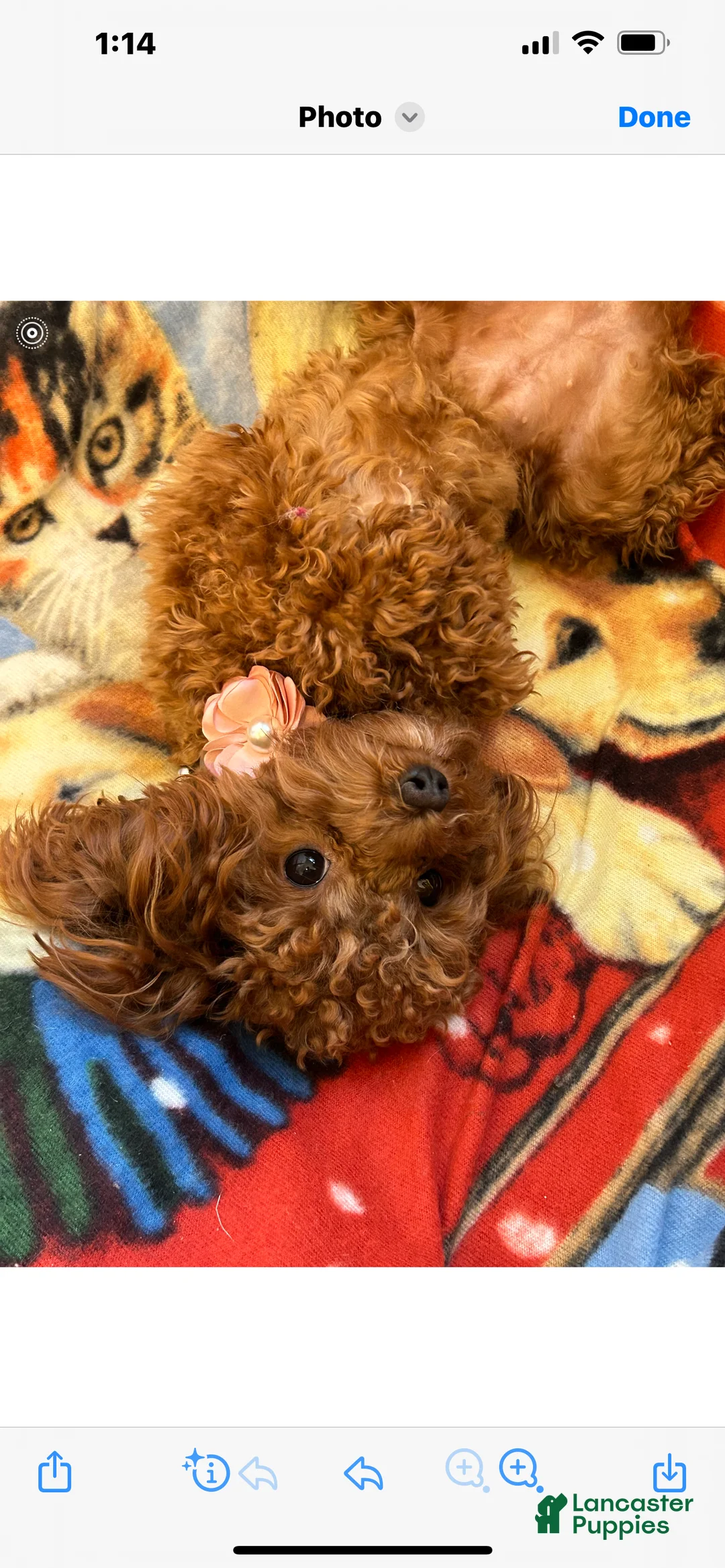 Gallery Image {{count}}