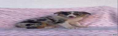 Australian Shepherd 5