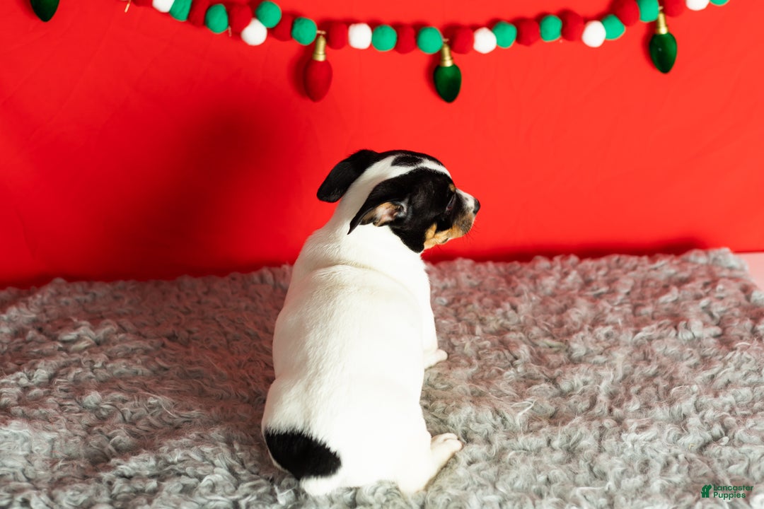 Mixed Breed dogs for sale: Benny - Ad 5