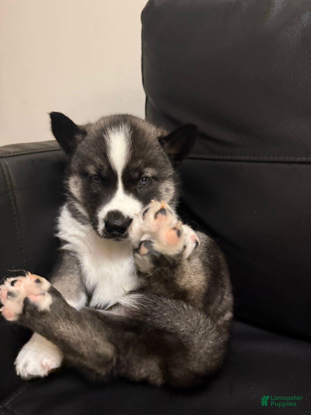 Siberian Husky dogs for sale: Florida Man - Ad 2