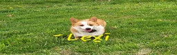 Welsh Corgi Pembroke dogs for sale: Bailey - Ad 4