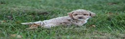 Bichpoo dogs for sale: Asher - Ad 8