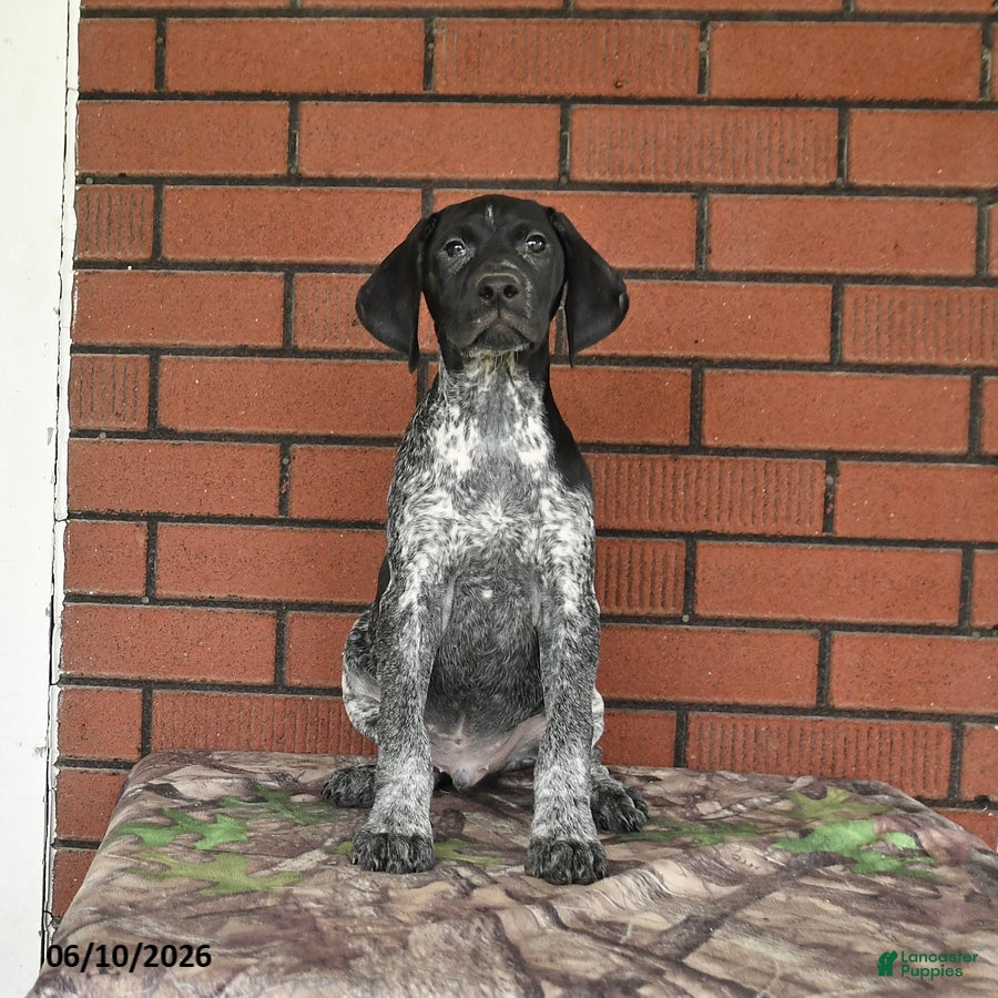 German Shorthaired Pointer dogs Rocky - Ad 1