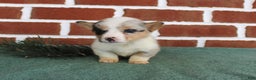 Welsh Corgi Pembroke dogs for sale: Janessa - Ad 3
