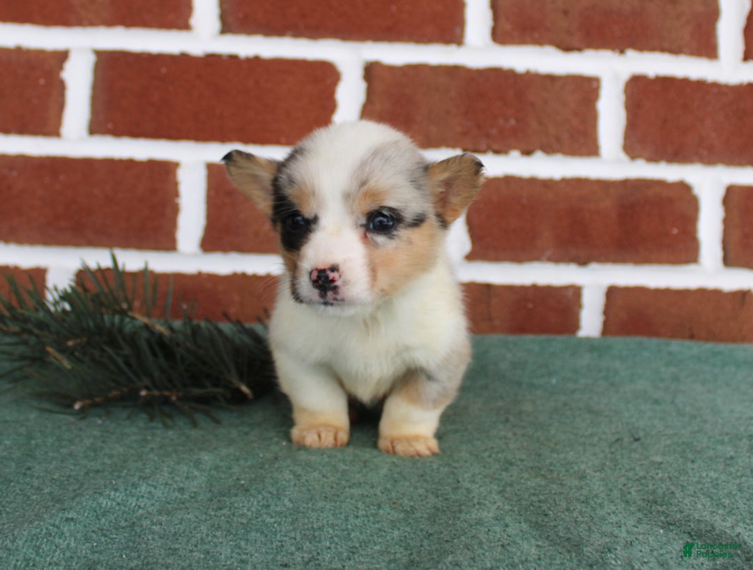 Welsh Corgi Pembroke dogs for sale: Janessa - Ad 3