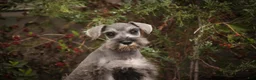 Miniature Schnauzer dogs for sale: Quartz Miniature Schnauzer  - Ad 12