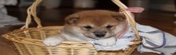Shiba Inu dogs for sale: Tassy - Ad 1