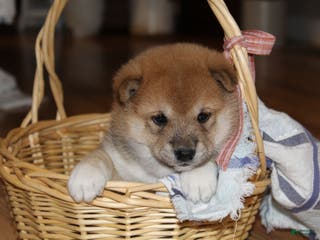 Shiba Inu dogs Tassy - Ad 1