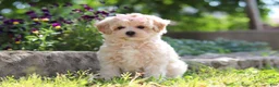 Maltipoo dogs for sale: Penny - Ad 3