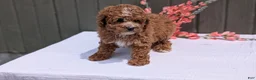 Miniature Poodle dogs for sale: Ruby - Ad 7