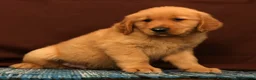 Golden Retriever dogs for sale: Tyler - Ad 3
