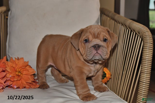 Lucy for sale in Millersburg | Lancaster Puppies