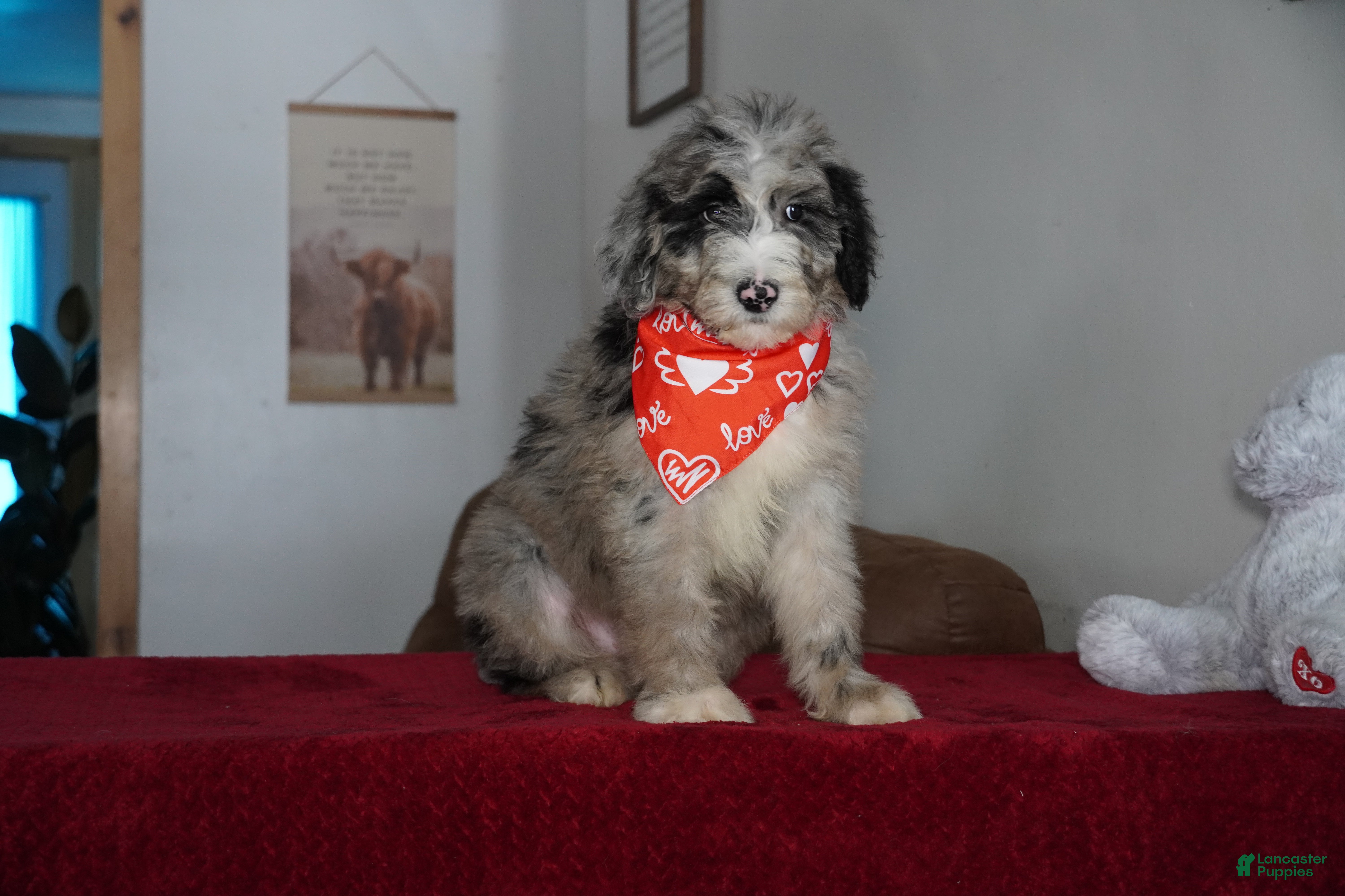 Sheepadoodle dogs Aspen - Ad 28
