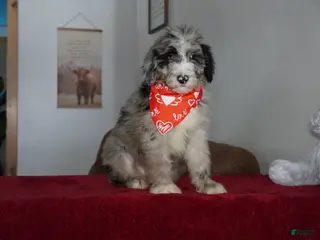 Sheepadoodle dogs Aspen - Ad 28