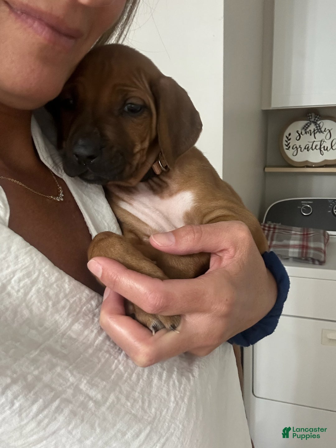 Rhodesian Ridgeback dogs for sale: "JELLYBEAN" AKC RHODESIAN RIDGEBACK - Ad 4