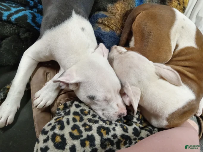 Gallery Image {{count}}