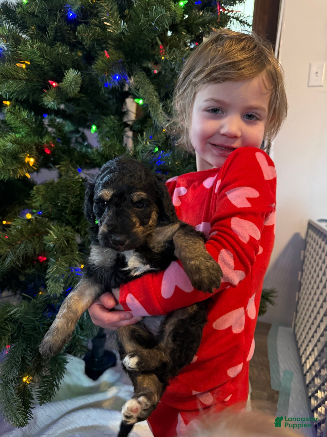 Aussiedoodle dogs for sale: Lizzy - Ad 6