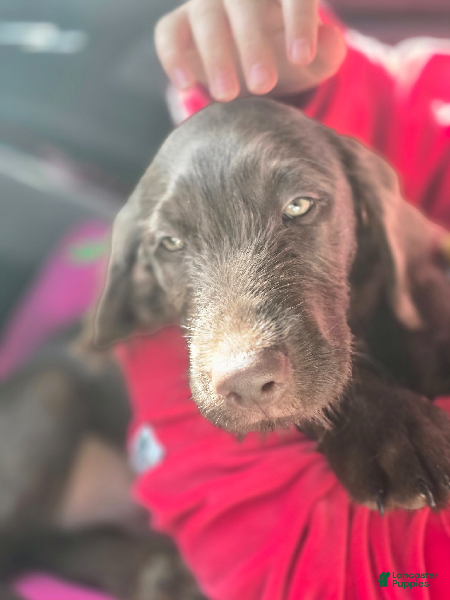 Labradoodle dogs Moose - Ad 2