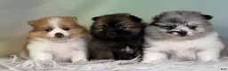 Pomeranian dogs for sale: Chasity - Ad 10