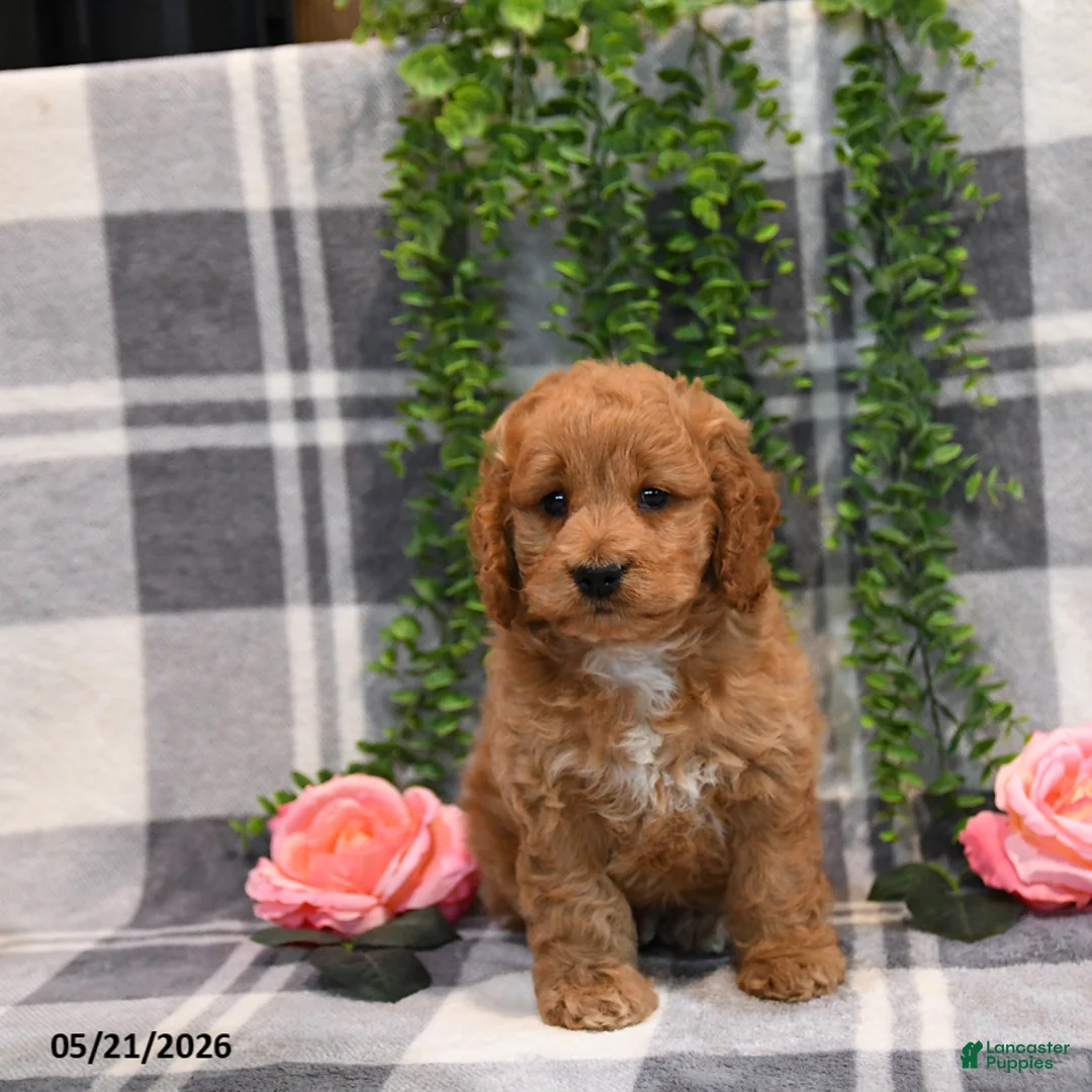 Cockapoo dogs for sale: Ike - Ad 5