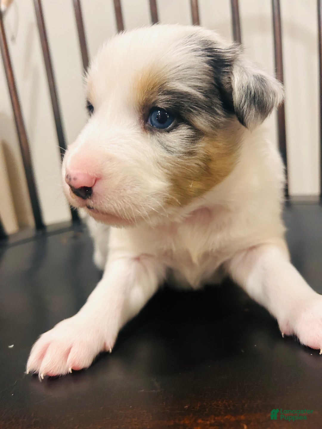Australian Shepherd dogs for sale: Bluey  - Ad 2