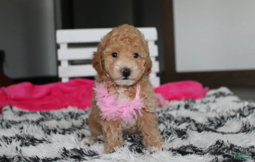Bichpoo dogs for sale: Kallista  - Ad 2