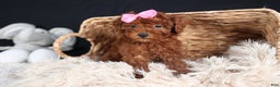 Miniature Poodle dogs for sale: BELLA - Ad 8
