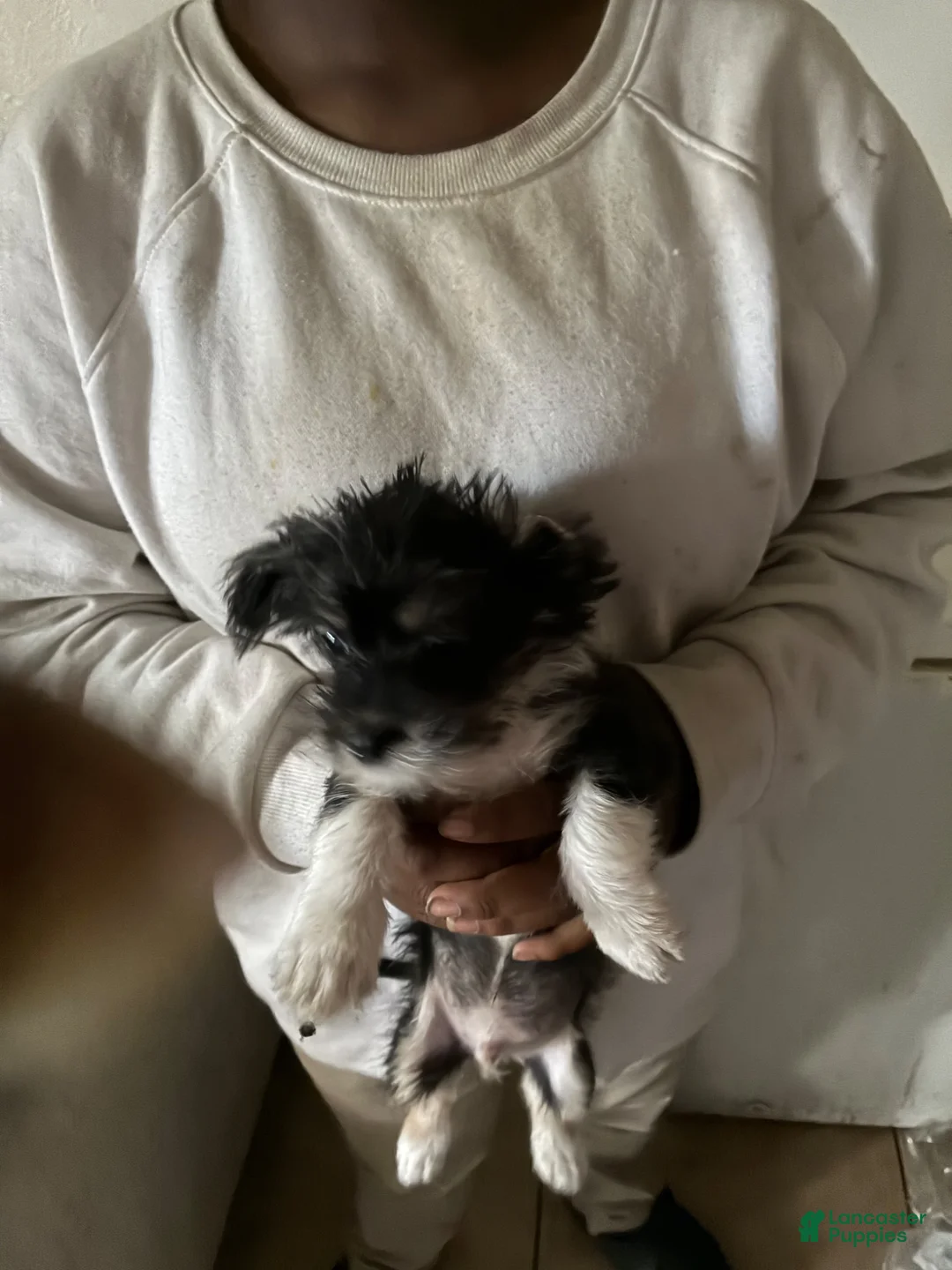 Yorkiepoo dogs for sale: Yorkiepoo 2 - Ad 1