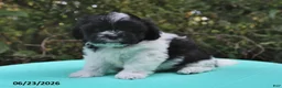 Shih Tzu dogs for sale: Ariel - Ad 4