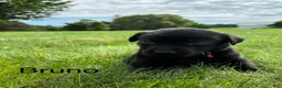 Labrador Retriever dogs for sale: Bruno - Ad 2