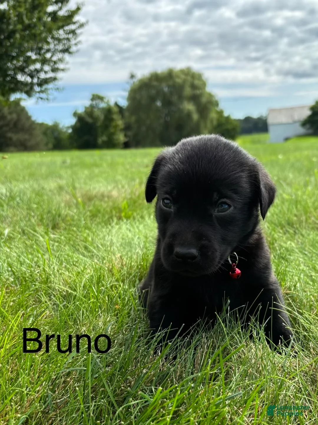 Labrador Retriever dogs for sale: Bruno - Ad 2