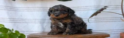 Cavapoo dogs for sale: Maddox  - Ad 3