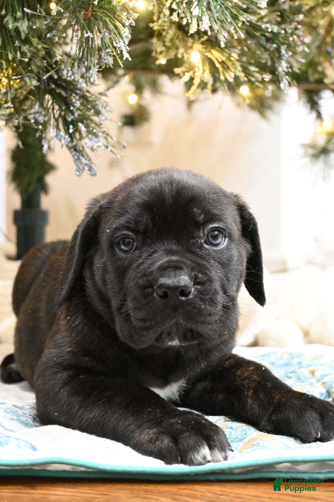 Cane Corso dogs for sale: Cove - Ad 3