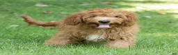 Cavapoo dogs for sale: Jasper Cavapoo  - Ad 3