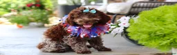 Lagotto Romagnolo dogs for sale: Maisie - Ad 1